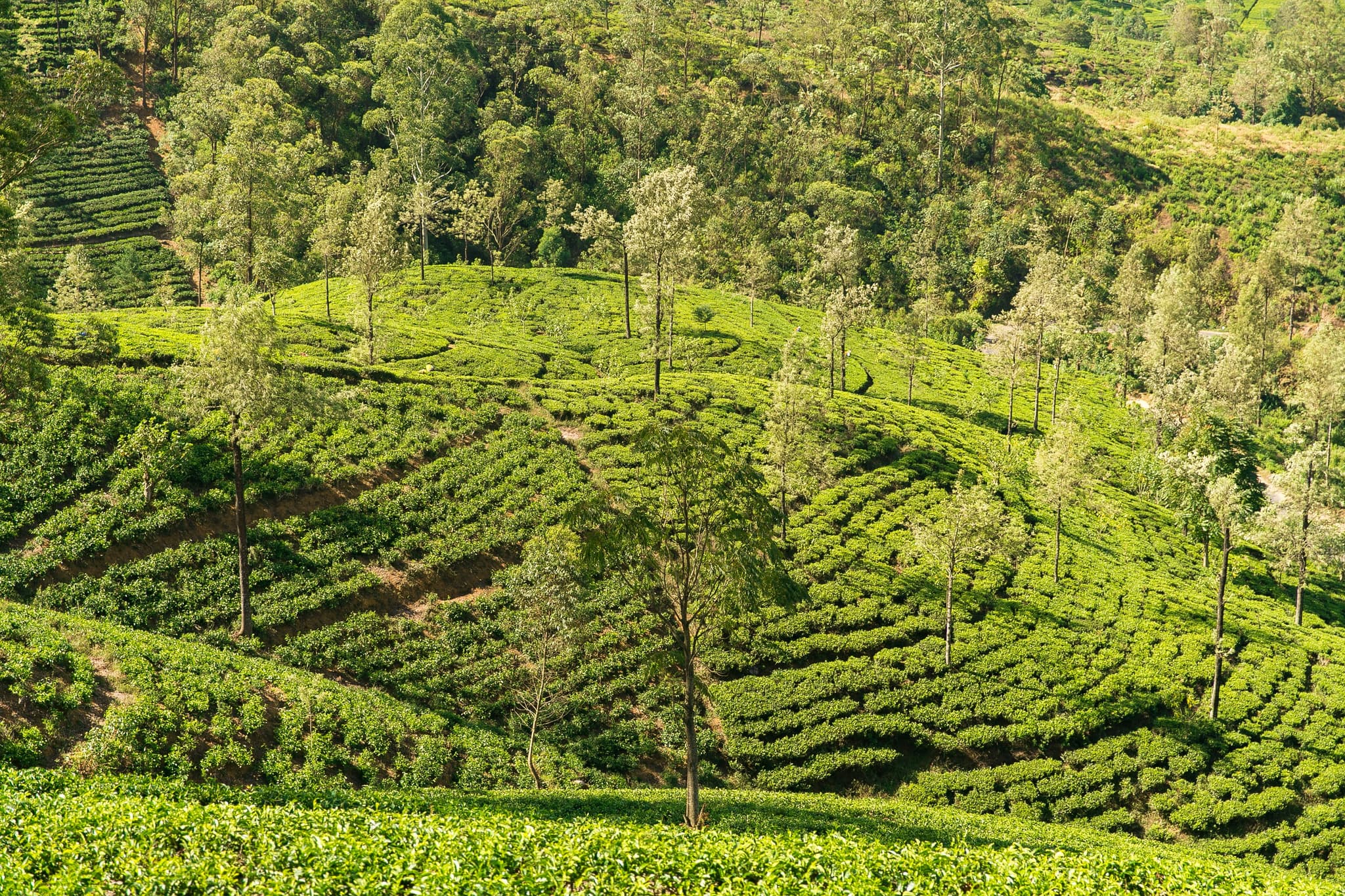The Ultimate Sri Lanka Travel Guide