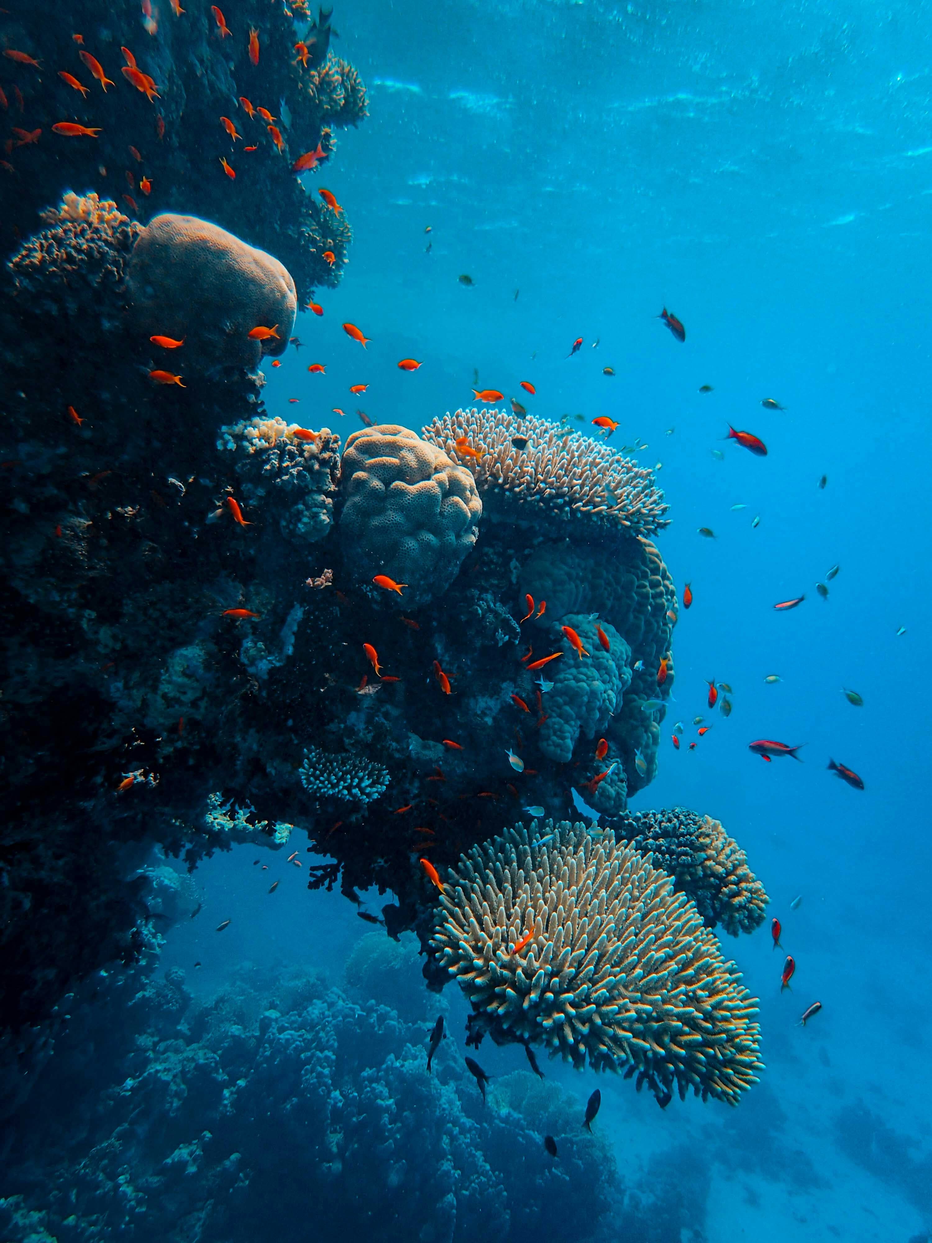 Maldives Dive Safari — Maldives, Maldives